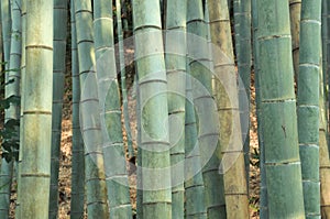 Bamboo forest