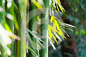 The bamboo forest