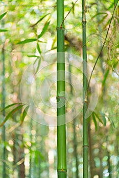 The bamboo forest