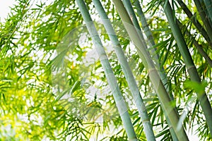The bamboo forest