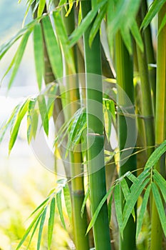 The bamboo forest