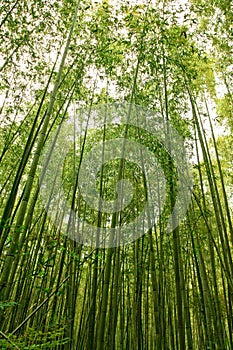 Bambù foresta 