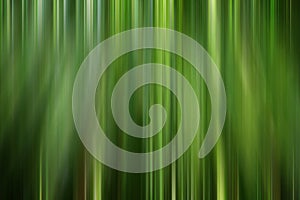 Bamboo forest abstract photo