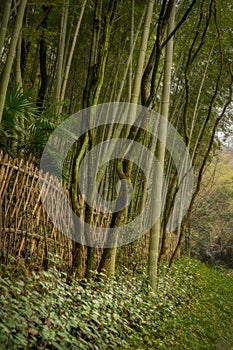 Bamboo forest along the path