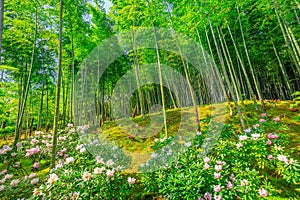 Bamboo forest in Arashiyama