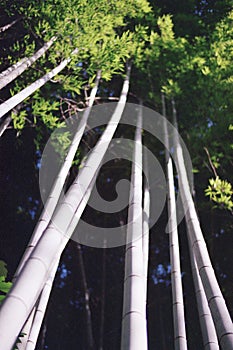 Bamboo Forest, Arashiyama