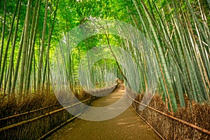 Bamboo forest Arashiyama background