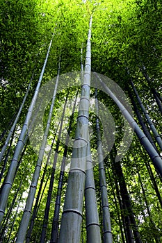 Bamboo forest at Arashiyama, Japan