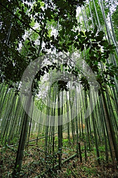 Bamboo forest in Arashiyama, Japan