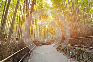 Bamboo forest Arashiyama Kyoto Japan