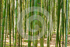 Bamboo forest in Arashiyama, Kyoto, Japan