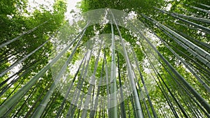 Bamboo forest, Arashiyama, Kyoto, Japan