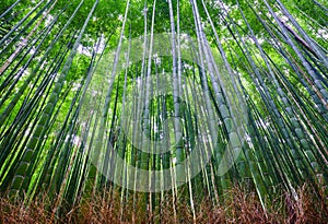 Bamboo forest, Arashiyama, Kyoto, Japan