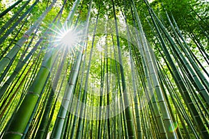 Bamboo forest, Arashiyama, Kyoto, Japan