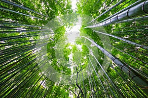 Bamboo forest, Arashiyama, Kyoto, Japan