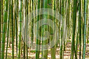 Bamboo forest in Arashiyama, Kyoto, Japan photo