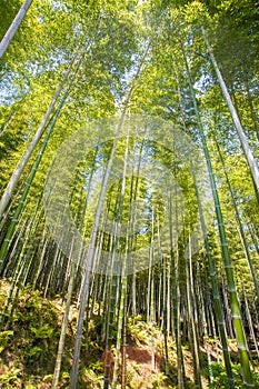 Bamboo forest at Arashiyama touristy district , kyoto photo