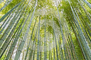 Bamboo forest at Arashiyama touristy district , kyoto photo