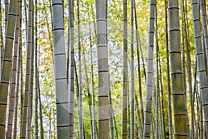 Bamboo forest at Arashiyama touristy district , kyoto photo