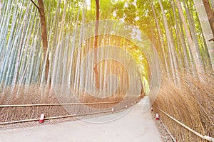 Bamboo forest Arashiyama with walking way with sunlight effect photo