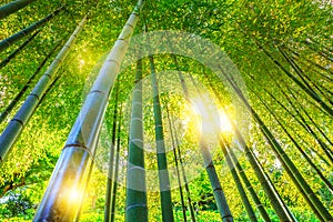 Bamboo forest background