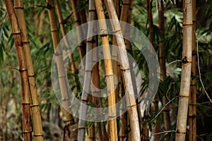 Bamboo forest background