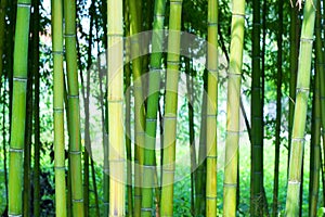 Bamboo forest background