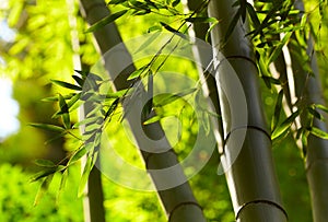 Bamboo forest background