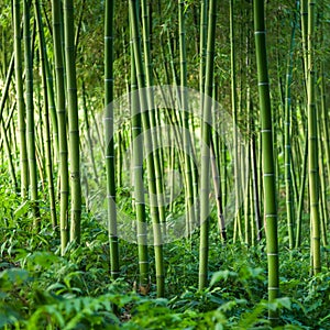 Bamboo forest background