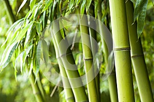 Bamboo forest background