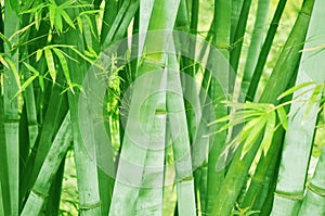 Bamboo forest background