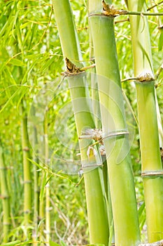 Bamboo forest background