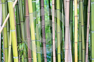 Bamboo forest background, different colors of plant stems