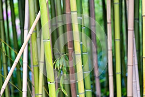 Bamboo forest background, different colors of plant stems