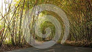 Bamboo forest in Bali Indonesia