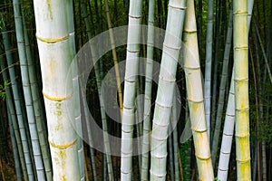 bamboo forest. Bamboo trunk close up