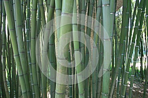 Bamboo / bamboe