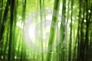 Bamboo Forest photo