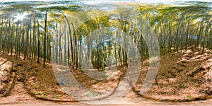 Bamboo forest Botanical garden Georgia Batumi blue sky trees spring with 3D spherical panorama with 360 degree viewing angle Ready