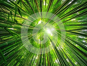 Bamboo Forest Canopy with Sunlight