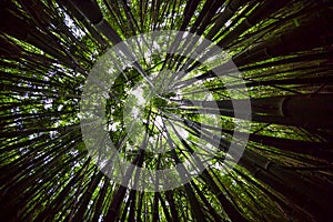 Bamboo Forest Canopy Wide, Fisheye