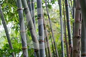Bamboo forest close up green background nature big bamboo All-Purpose Bamboo in Thailand