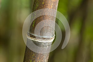 Bamboo of forest