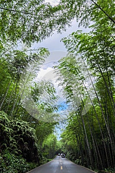 Bamboo forest concealing road