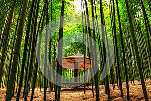 Bamboo forest in damyang