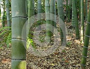 Bamboo forest-detail