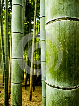 Bamboo forest detail