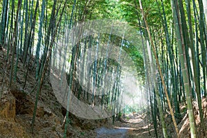 Bamboo forest and dramatic light