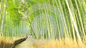 Bamboo Forest Drenched in the Sun