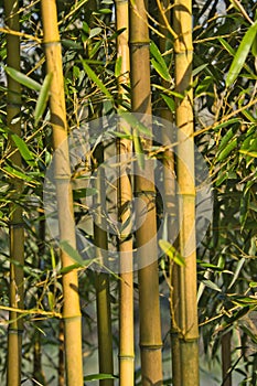 Bamboo forest, exotic asian tropical atmosphere. Green trees in meditative feng shui zen garden. Japanese or chinese